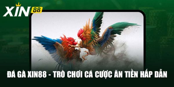 Đá Gà Xin88 - Trò Chơi Cá Cược Ăn Tiền Hấp Dẫn Nhất 2024