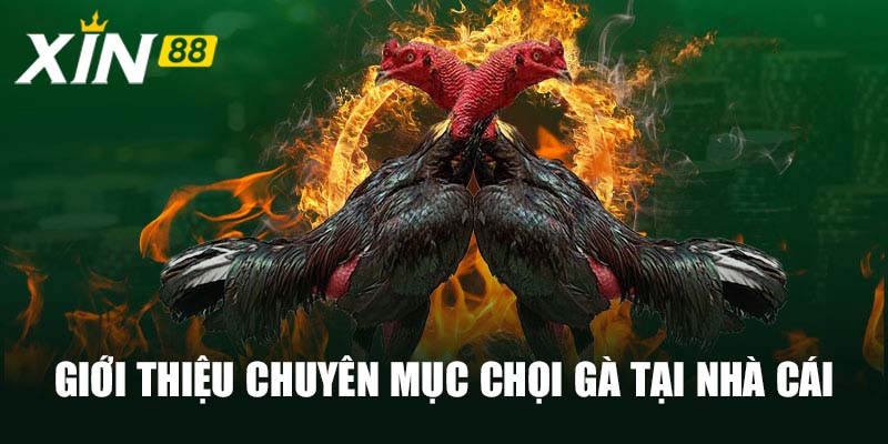 Giới thiệu chuyên mục chọi gà tại nhà cái