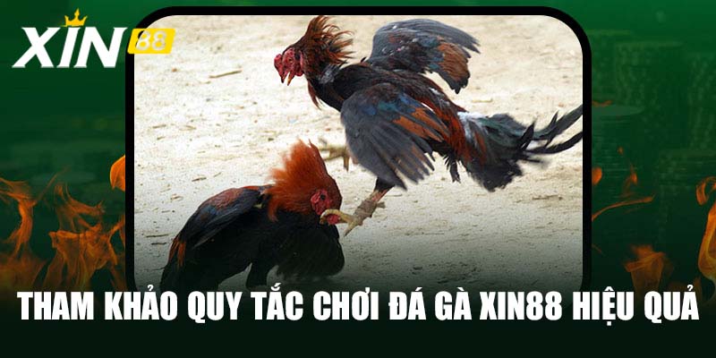 Tham khảo quy tắc chơi đá gà Xin88 hiệu quả